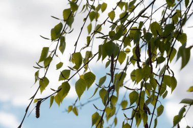 Narin huş yaprakları ve kedi derileri narin dallardan sarkan narin, bulutlu bir gökyüzü tarafından aydınlatılan, baharın erken zamanlarındaki bereketli titreşimlerini kapsayan zarif bir şekilde sarkan..