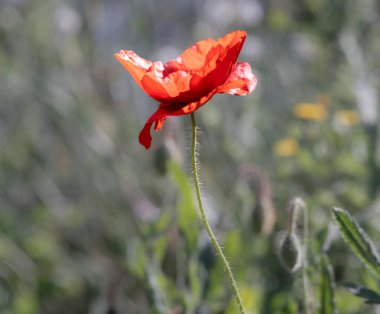 Tek bir kırmızı gelincik bulanık bir çayır arka planına karşı duruyor, yaprakları hafifçe parçalanmış ama canlı renklerde. Görüntü, doğanın kırılgan güzelliğini yakalar. Haşhaşın zarif şeklini ve doğal ortamındaki canlı rengini vurgular..