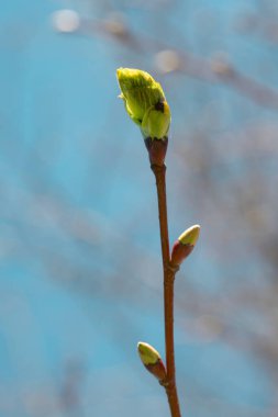 Bu resim, parlak mavi gökyüzüne karşı tomurcukları açılmaya başlayan bir dalın yakın planıyla ilkbaharın ilk belirtilerini güzelce yakalar..