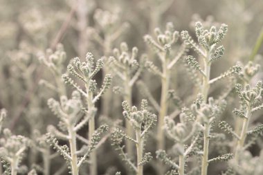 Yumuşak odak noktasında yakalanmış narin yeşil eğrelti otları. Yumuşak, dağınık bir ışıkla yıkanmış. Karmaşık dokularını ve desenlerini vurguluyor..