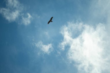 Bir kartal zarif bir şekilde süzülür parlak mavi gökyüzünde, tüylü beyaz bulutlarla benekli, özgürlüğü ve ihtişamı simgeleyen..