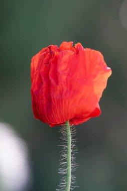Kırmızı gelincik çiçeği, gün ışığında güneşleniyor, Bokeh arka planına karşı belirgin bir şekilde sergileniyor, narin dokularını ve canlı rengini vurguluyor