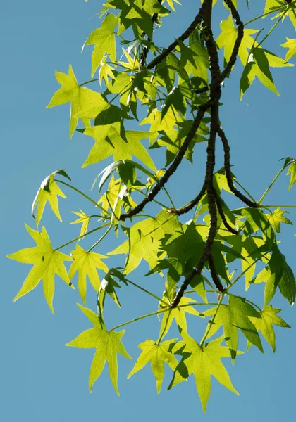 stock image Vivid green maple leaves bask in the sunlight, contrasted beautifully against a clear blue sky. This image captures the intricate vein patterns and the radiant, translucent quality of the leaves in spring.