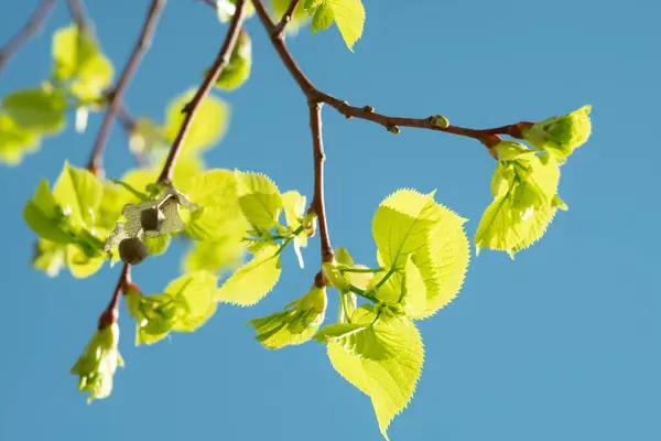 Fresh young leaves in a vibrant shade of green against a clear blue sky, symbolizing spring\'s arrival. The light illuminates the delicate veins and textures, offering a sense of growth and renewal.