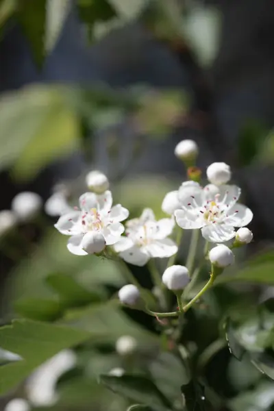 Tavaszi Fehér Virágok Csoportja Meleg Napfény Fokozza Friss Tavaszi Hangulatot — Stock Fotó