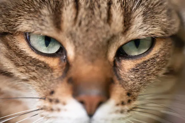 Macro Shot Focuses Intense Piercing Green Eyes Cat Framed Its — Stock Photo, Image