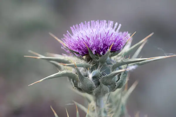 Image Captures Intricate Details Purple Thistle Its Vibrant Hues Sharp — Stock Photo, Image