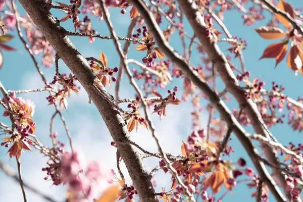 澄んだ青空に捉えられたこのイメージは 満開の桜の鮮やかな美しさを表現しています — ストック写真