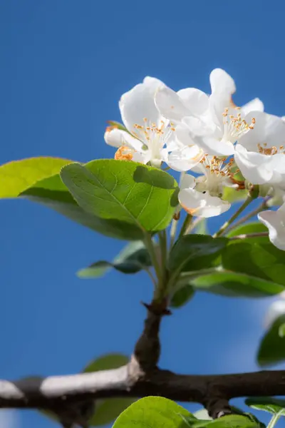 Finom Almavirág Nyitott Fehér Szirmok Zárt Rózsaszín Rügyek Keverékével Virágzik — Stock Fotó