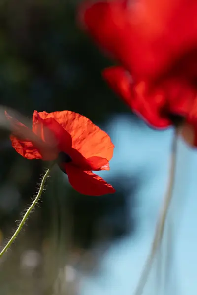 Markantes Bild Von Roten Mohnblumen Die Sich Den Himmel Recken — Stockfoto