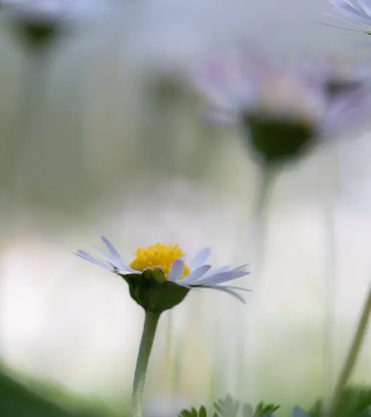 Artistic Image Features Delicate Daisy Pale Lavender Hue Bright Yellow — Stock Photo, Image