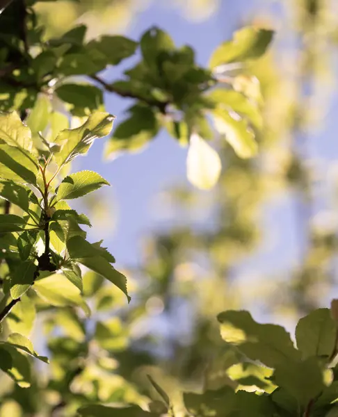 このイメージは若い春の葉を通して日光の遊びを美しく捉え 柔らかく明るい効果を作り出します — ストック写真
