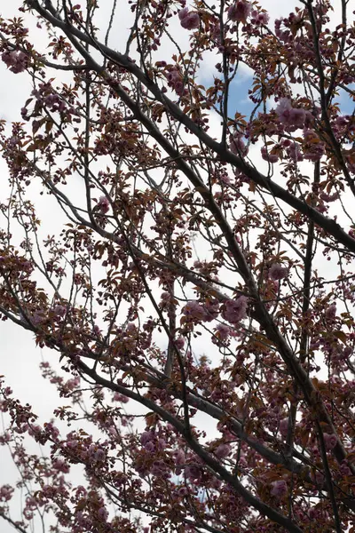Gazdag Rózsaszín Cseresznyevirágzások Sűrűn Benépesítik Cseresznyefa Sötét Ágait Gyönyörűen Szembeállítva — Stock Fotó