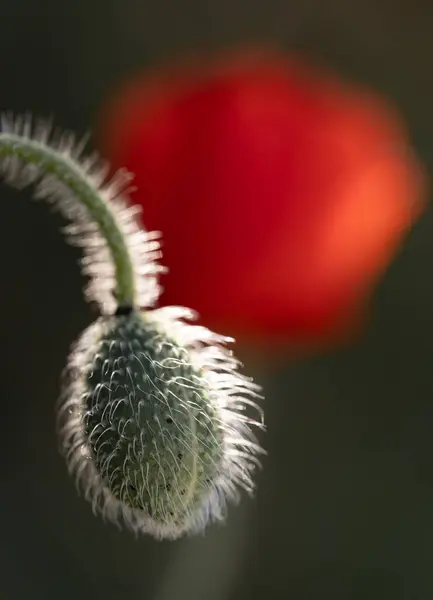 Budding Poppy Its Intricate Foliage Highlighted Soft Glow Morning Light — Stock Photo, Image