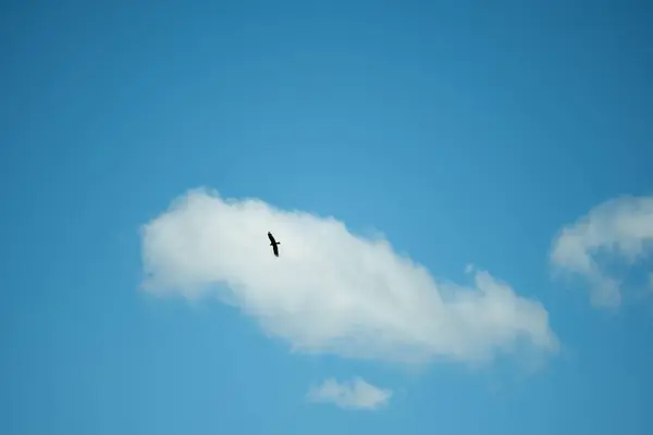 Solitary Bird Soars Elegantly White Cloud Set Vivid Blue Sky — Stock Photo, Image