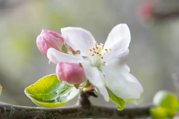 Tender Apple Blossom Unfolds Its Petals Soft Light Displaying Mix — Stock Photo, Image