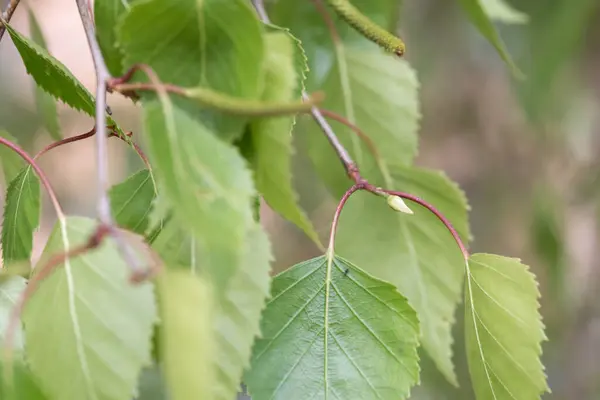 Intime Nahaufnahme Junger Leuchtend Grüner Birkenblätter Die Sich Auf Einem — Stockfoto
