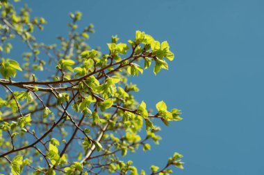 Açık mavi gökyüzüne karşı ağaç dallarında filizlenen canlı yeşil yapraklar baharın gelişini müjdeliyor. Bu görüntü, büyümenin ve yenilenmenin özünü yakalar. Ilık güneş ışığında parıldayan gençlik yeşilliğini vurgular..
