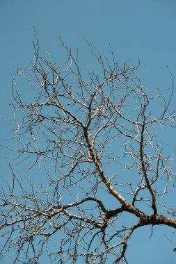Bu resim, parlak mavi gökyüzüne karşı özetlenmiş bir ağacın yapraksız dallarının çetrefilli ağını yakalar. Dalların oluşturduğu ince detaylar ve karmaşık şablonlar doğanın grafiksel keşiflerini sunuyor.