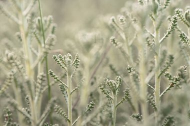 Göksel ve yumuşak, bu görüntü bulanık yeşil bitkileri narin, sisli bir ışıkta yakalar, sükuneti ve doğal güzelliği vurgular..