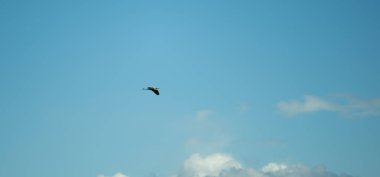 Geniş mavilikte yakalanan yalnız bir kuş, narin bulutlarla çerçevelenmiş, barış ve özgürlüğü simgeleyen, zahmetsizce süzülür..