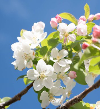 Canlı beyaz ve pembe çiçekler, çarpıcı bir mavi gökyüzüne doğru patlıyor. Baharın coşkulu ruhunu simgeliyor. Canlı renkler ve yaprakların net detayları mevsimin özünü yakalıyor, doğanın yenilenmesini ve güzelliğini vurguluyor..