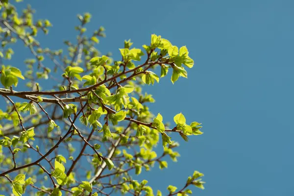 Vivid Green Leaves Sprouting Tree Branches Clear Blue Sky Herald — Stock Photo, Image