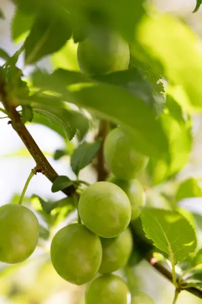 Young Green Plums Hanging Tree Branch Highlighted Soft Sunlight Filtering — Stock Photo, Image