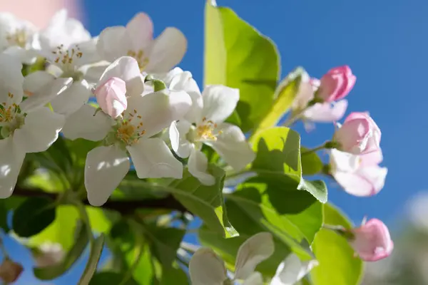 Finom Almavirág Nyitott Fehér Szirmok Zárt Rózsaszín Rügyek Keverékével Virágzik — Stock Fotó