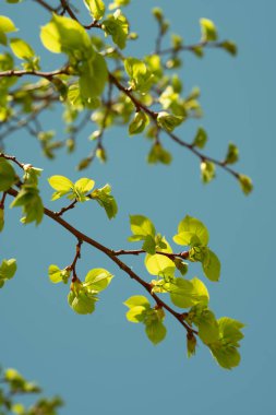 Bu görüntü, açık mavi gökyüzüne karşı güneş ışığıyla güzelce aydınlatılan bahar yapraklarının canlı yeni büyümesini yakalıyor. Taze yeşil yapraklar yeni başlangıçları ve doğanın yenilenmesini simgeliyor..