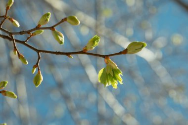 Bu görüntü ilkbaharın narin yeni tomurcuklarını yakalar, parlak mavi gökyüzüne karşı güneş ışığıyla aydınlatılır. Her tomurcuk, doğanın esnekliğini ve yenilenmesini yansıtan yeni bir büyüme döngüsünün başlangıcını sembolize ediyor..
