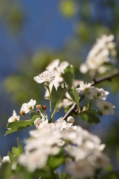 Springtime Cluster White Blossoms Warm Sunlight Enhances Fresh Springtime Feel — Stock Photo, Image