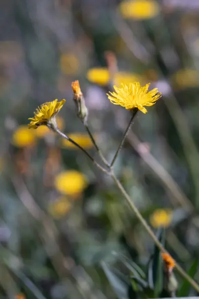 Close Bright Yellow Dandelions Rising Soft Blurred Background Meadow Image — Stock Photo, Image
