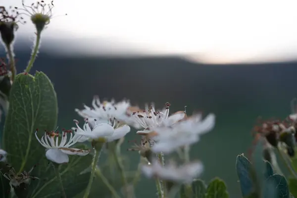 Detailní Záběr Bílých Divokých Květin Ozářených Světlem Soumraku Zvýrazňující Jemné — Stock fotografie