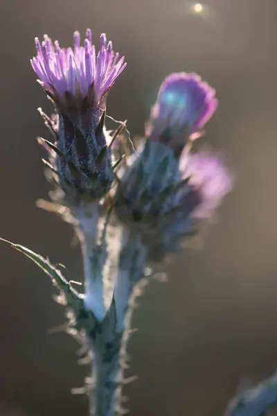 Πρωινή Φως Πίσω Φώτα Γαϊδουράγκαθο Λουλούδια Τονίζοντας Ζωντανή Μωβ Αποχρώσεις — Φωτογραφία Αρχείου