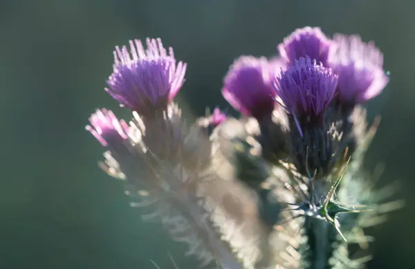 Ranní Světlo Podsvícení Bodláčí Květy Zvýrazňující Jejich Pulzující Purpurové Odstíny — Stock fotografie