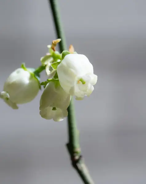 Elegant White Bellflowers Captured Delicate Close Displaying Pristine Petals Vibrant — Stock Photo, Image