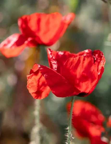 Fantastisk Visning Røde Valmuer Fanget Solbeskinnet Have Med Pulserende Kronblade - Stock-foto # 