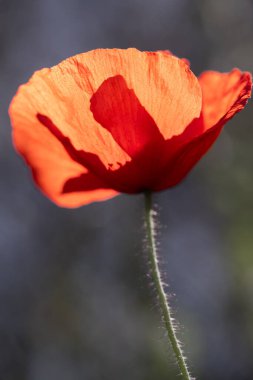 Hassas dokusu ve yoğun rengini sergileyen kırmızı gelinciğin enfes yakın çekimi. Yüzeyin sığ derinliği ipeksi yapraklara ve ince detaylara odaklanır.