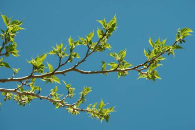 Canlı mavi gökyüzünün altında dallarda filizlenen taze yeşil yapraklar baharın canlılığını temsil ediyor. Bu resim, parlak yeni yeşillikleri yakalar, açık gökyüzüne karşı net bir zıtlıkla vurgulanır, yenilenmeyi ve büyümeyi sembolize eder