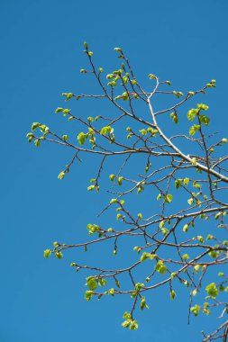 Parlak genç yapraklar, açık mavi bir gökyüzüne karşı canlı bir zıt dallar üzerinde fışkırır. Bu görüntü, baharın canlanmasının özünü yakalar. Yeni başlangıçları ve doğanın gençleştirici gücünü sembolize eder..
