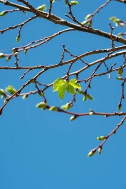 Taze yeşil yapraklarla dolu canlı bir bahar esintisi mavi gökyüzüne doğru filizleniyor..