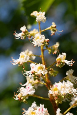 Bu yakın plan güzel bir şekilde küçük bahar çiçeklerinin karmaşık detaylarını yakalıyor, sarı ve pembe merkezlerin dokunuşlarıyla beyaz taç yaprakları. Taze çiçekler, yumuşak, bulanık yeşil bir arkaplanda toplanır.