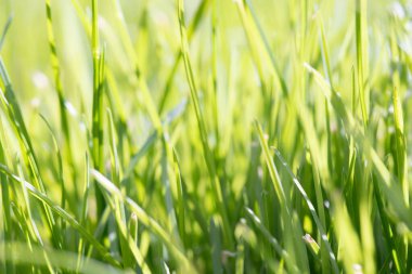 Canlı yeşil çimen bıçaklarının yakın plan görüntüsü, keskin uçları yukarı doğru uzanır, arka planda güzellikle bulanıklaşır ilkbahar büyümesinin tazeliğini ve ışıltısını vurgulamak için..