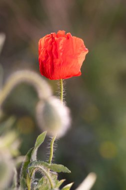 Kırmızı gelincik çiçeği, gün ışığında güneşleniyor, Bokeh arka planına karşı belirgin bir şekilde sergileniyor, narin dokularını ve canlı rengini vurguluyor