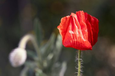 Kırmızı gelincik çiçeği, gün ışığında güneşleniyor, Bokeh arka planına karşı belirgin bir şekilde sergileniyor, narin dokularını ve canlı rengini vurguluyor