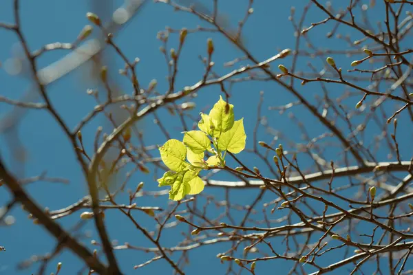 このイメージは 鮮やかな青空に対して日光で照らされた繊細な新しい春の芽を捉えます それぞれの芽は 自然の回復力と再生を反映した新たな成長サイクルの始まりを象徴しています — ストック写真