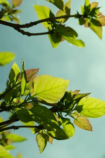 Pulzující Krása Zelených Listů Ozářených Zezadu Slunečním Světlem Vytvářející Výrazný — Stock fotografie