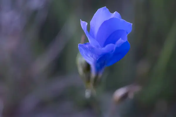 Ohromující Modrý Květ Živě Kvete Vyčnívá Proti Snovitému Měkkému Pozadí — Stock fotografie