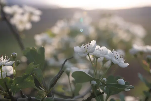 咲くホーソーンを通して日没灯がフィルターし 繊細な白い花に暖かい光を投げかけます — ストック写真